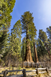 General Sherman Giant Sequoia tree in sunny day