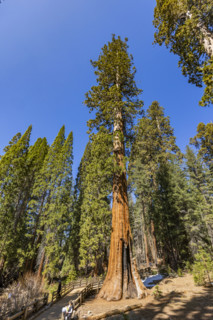 General Sherman Giant Sequoia tree in sunny day