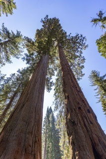 Low angle view of Giant Sequoia trees against sky