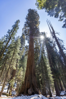 Low angle view of Giant Sequoia trees against sky