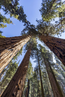 Low angle view of Giant Sequoia trees against sky
