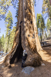 Woman touching trunk of Giant Sequoia tree