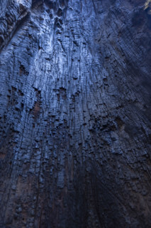 Charred trunk interior of Giant Sequoia
