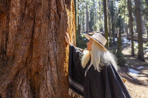 Woman touching trunk of Giant Sequoia tree