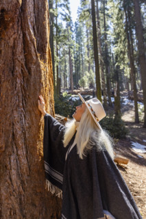 Woman touching trunk of Giant Sequoia tree