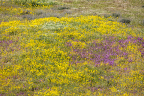 Yellow and purple spring wildflower bloom on Carrizo Plain