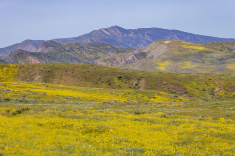 Yellow spring wildflower bloom on Carrizo Plain