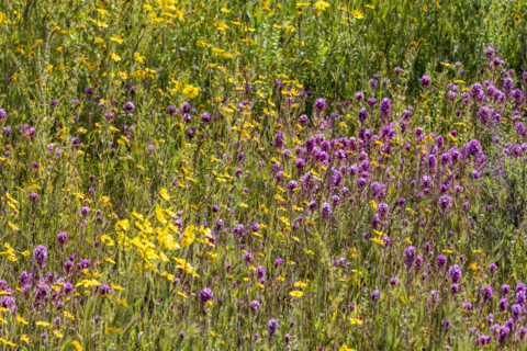 Yellow and purple spring wildflower bloom on Carrizo Plain