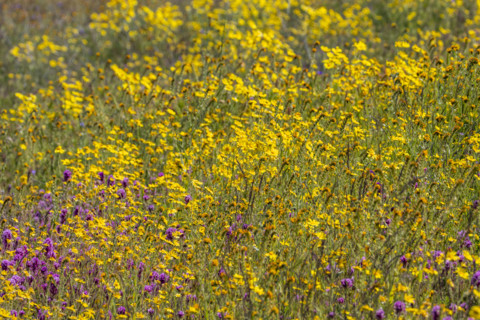 Yellow and purple spring wildflower bloom on Carrizo Plain