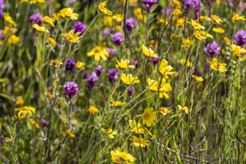 Close-up of yellow and purple spring wildflower bloom on Carrizo Plain