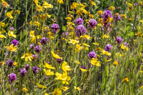 Close-up of yellow and purple spring wildflower bloom on Carrizo Plain