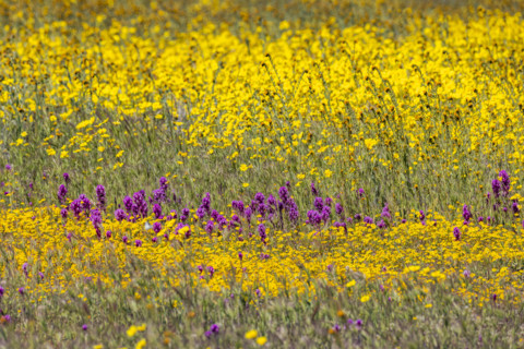 Yellow and purple spring wildflower bloom on Carrizo Plain