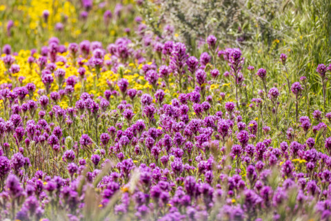 Purple and yellow spring wildflower bloom on Carrizo Plain