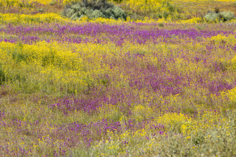 Yellow and purple spring wildflower bloom on Carrizo Plain