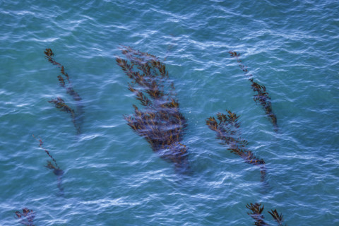 Kelp growing under ocean surface