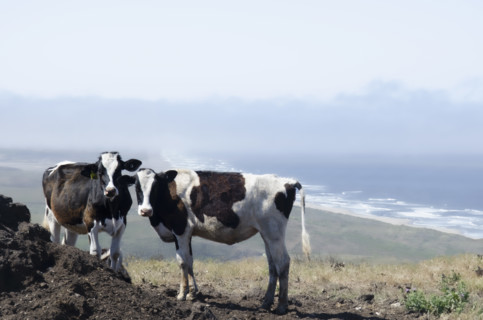 Two dairy cows at historic ranch