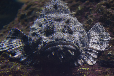 Close-up of Stonefish on seafloor