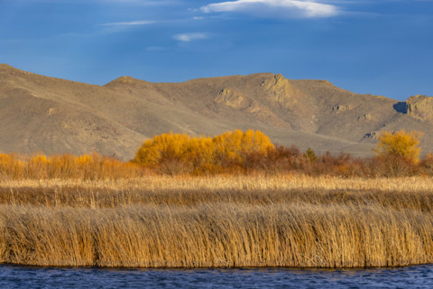 Marsh reeds against foothills