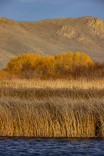 Marsh reeds against foothills