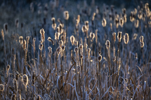 Close-up of cattails in late afternoon sun