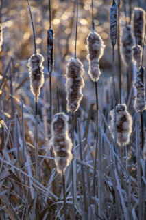 Close-up of cattails in late afternoon sun