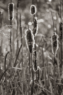 Close-up of cattails in late afternoon sun, black and white