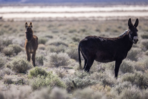 Two wild burros in desert