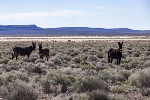 Three wild burros in desert