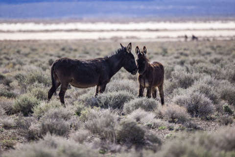 Two wild burros in desert