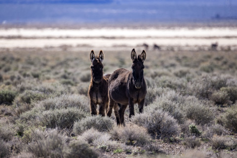 Two wild burros in desert