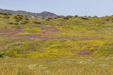 Spring wildflower bloom on Carrizo Plain