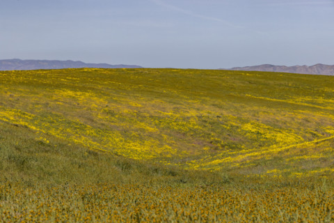 Spring wildflower bloom on Carrizo Plain
