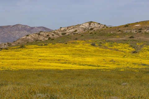 Spring wildflower bloom on Carrizo Plain