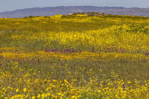 Spring wildflower bloom on Carrizo Plain