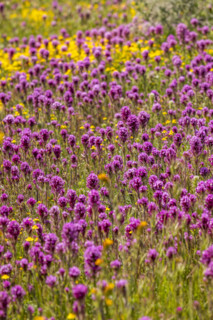 Close-up of purple and yellow wildflower bloom on Carrizo Plain
