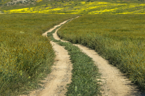 Dirt road crossing Carrizo Plain