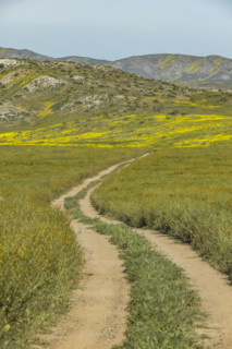 Dirt road crossing Carrizo Plain