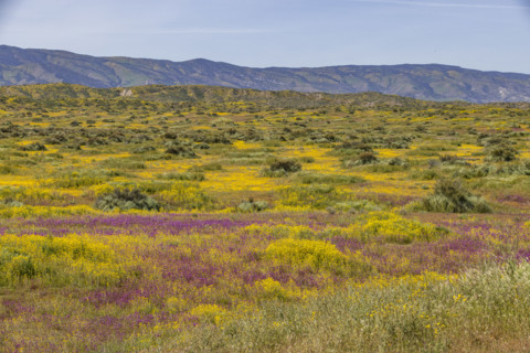 Spring wildflower bloom on Carrizo Plain