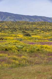 Spring wildflower bloom on Carrizo Plain