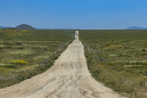 Dirt road crossing Carrizo Plain