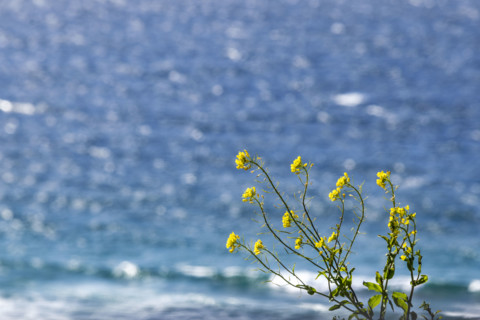 Close-up of yellow wildflowers against calm ocean