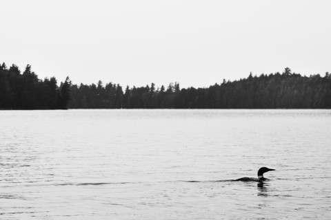 Common Loon on Upper Saranac Lake