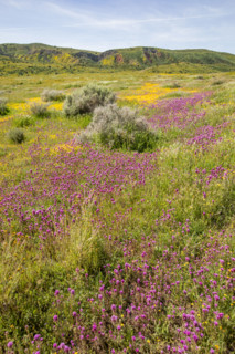 Spring yellow and purple wildflower bloom on Carrizo Plain