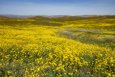 Spring yellow wildflower bloom on Carrizo Plain