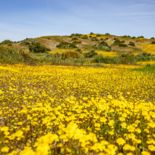 Spring yellow wildflower bloom on Carrizo Plain