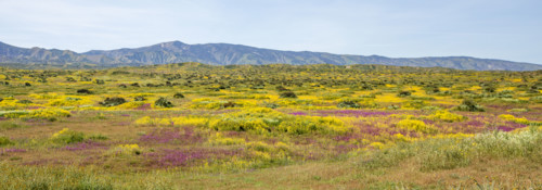 Spring yellow and purple wildflower bloom on Carrizo Plain