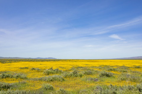 Spring yellow wildflower bloom on Carrizo Plain