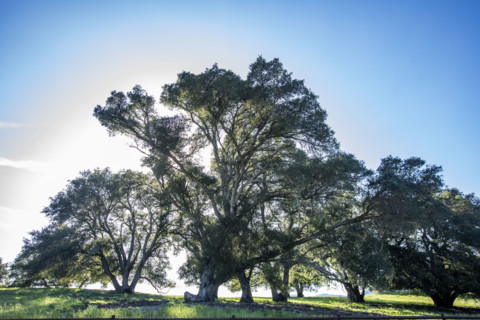 Sun shining through Large oak tree