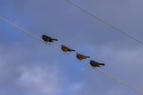 Row of blackbirds on wire against sky