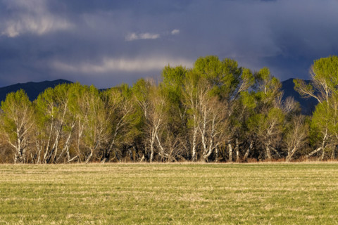 Storm clouds above field and trees